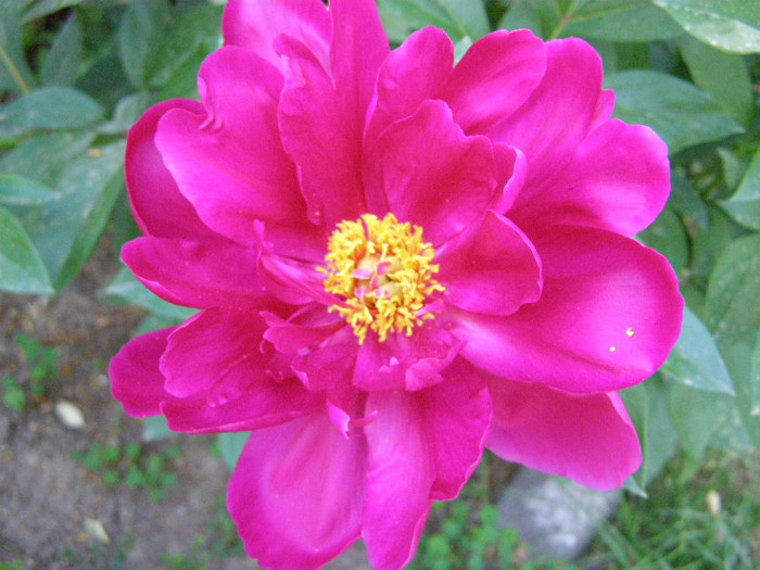 P3297115