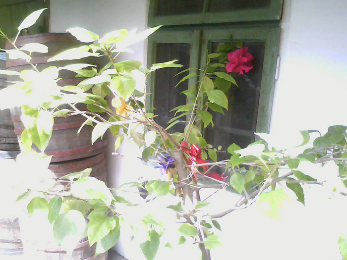 Picture 003 - HIBISCUS