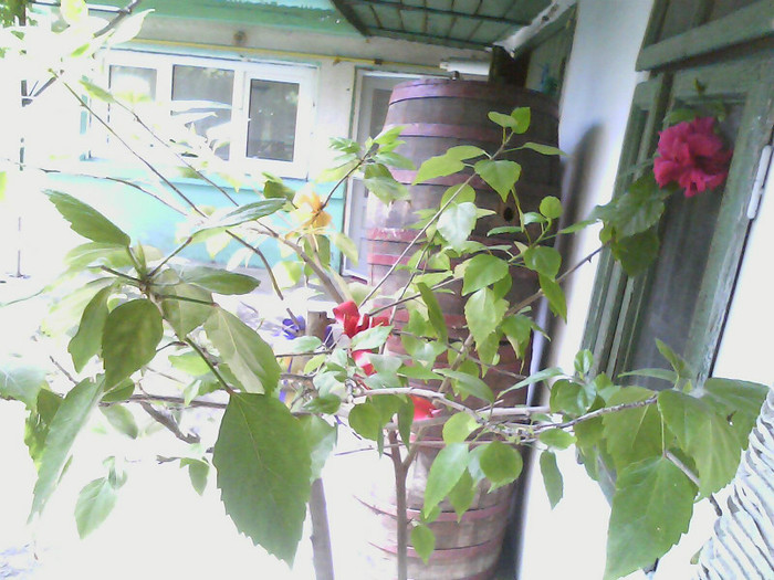 Picture 005 - HIBISCUS