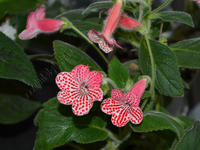 Kohleria - nuante de alb si roz; 2012
