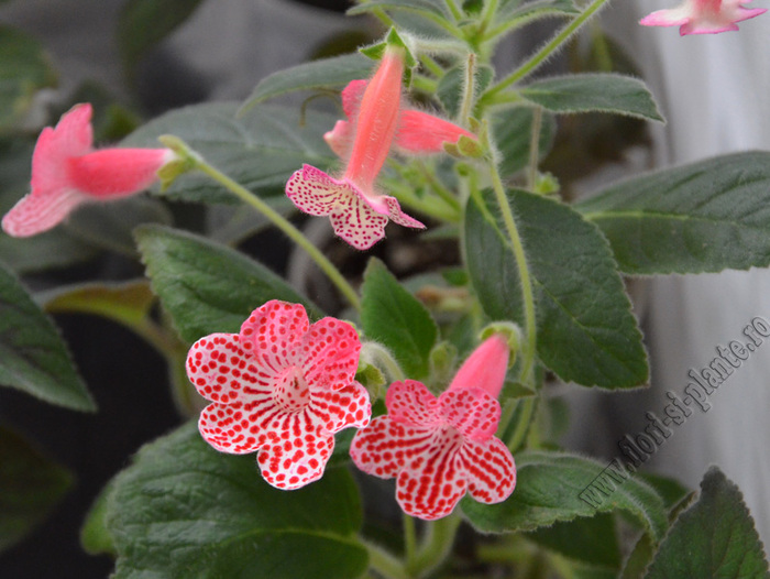 Kohleria - nuante de alb si roz; 2012
