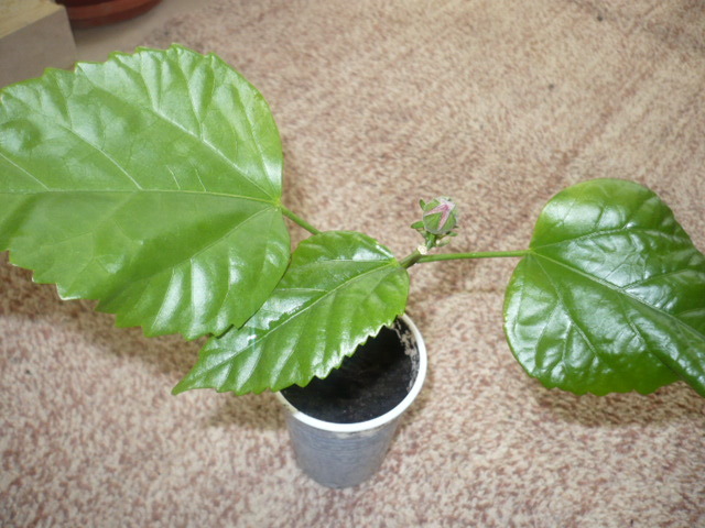 hibiscus rosu cu floare batuta