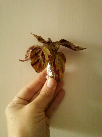 multumesc mihaela iordache - primite