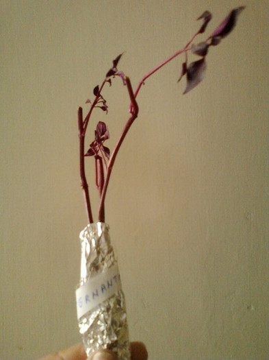 24 mai 2012-flori 002 - primite