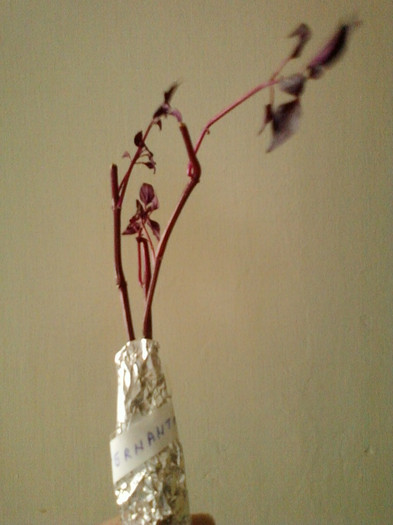 alternanthera-mihaelaiordache - primite