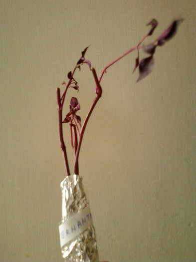 24 mai 2012-flori 005 - primite