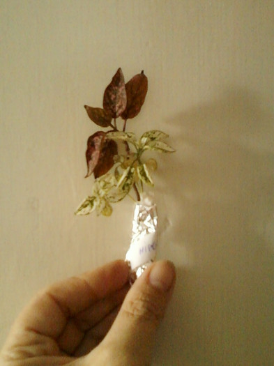 24 mai 2012-flori 007 - primite