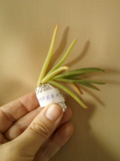 24 mai 2012-flori 010 - primite