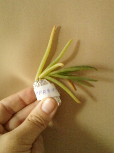 24 mai 2012-flori 013 - primite