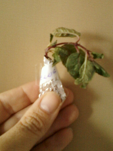 24 mai 2012-flori 020 - primite