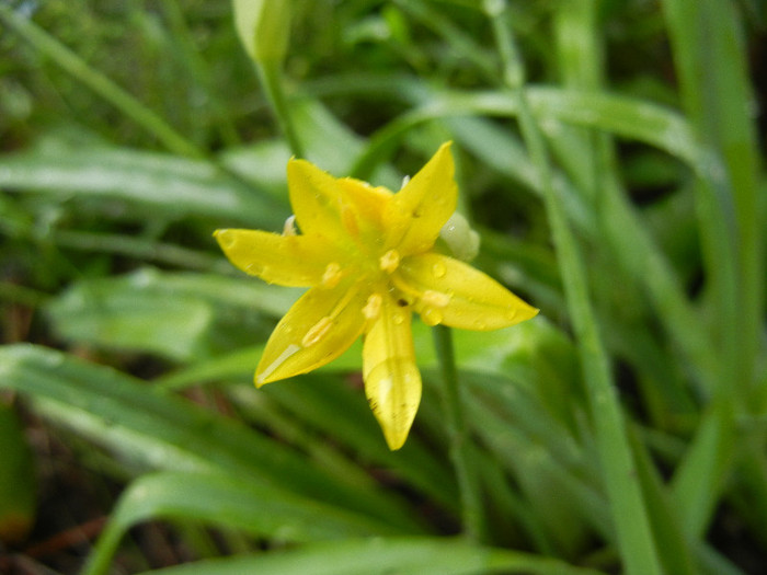 Golden Garlic_Lily Leek (2012, May 24) - Allium moly