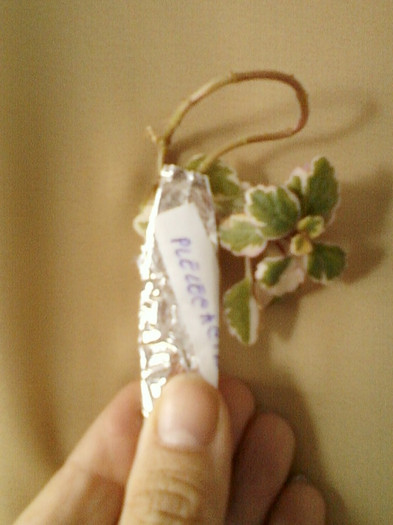 24 mai 2012-flori 019 - primite