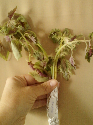 coleus-mihaela iordache - primite