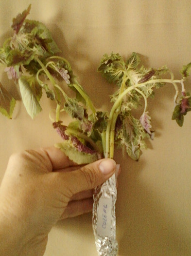 24 mai 2012-flori 029 - primite