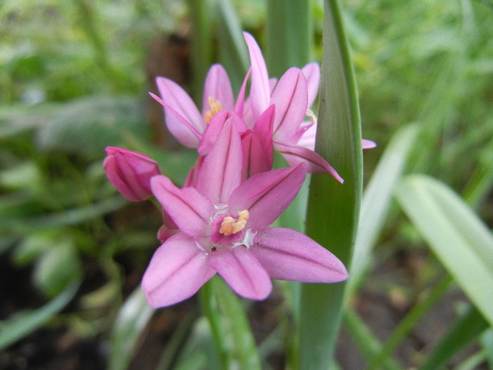 Allium oreophilum (2012, May21) - Allium oreophilum