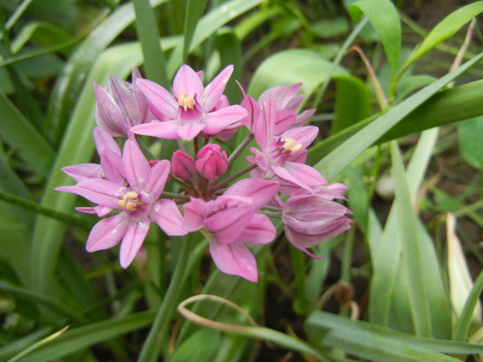 Allium oreophilum (2012, May21)