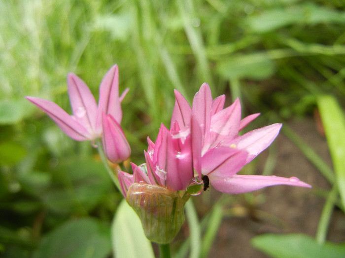 Allium oreophilum (2012, May23)