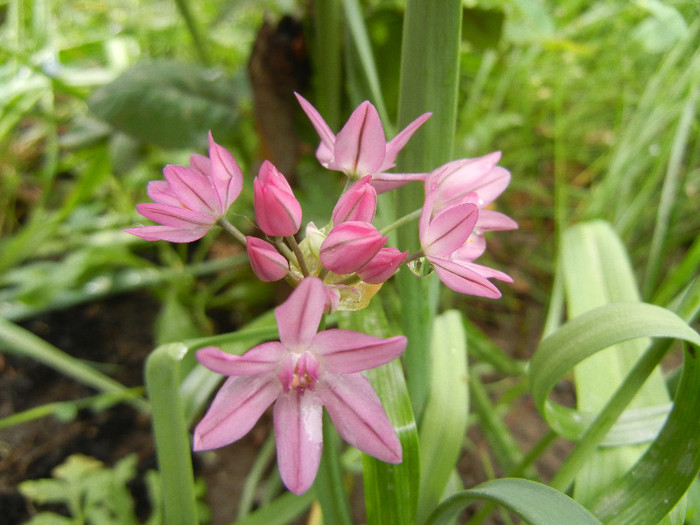 Allium oreophilum (2012, May23)