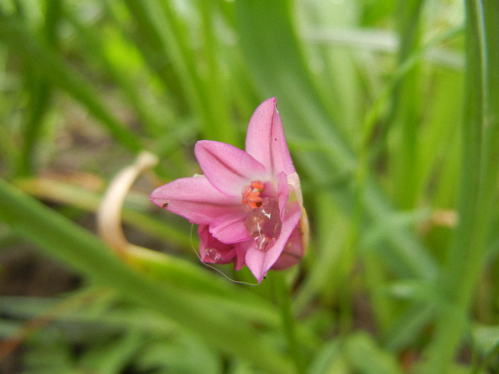 Allium oreophilum (2012, May23)