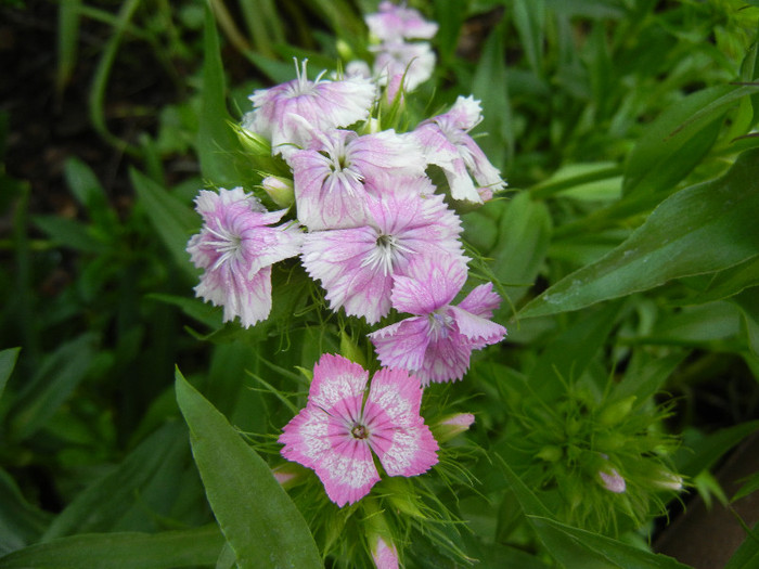 Dianthus barbatus (2012, May 20) - Dianthus Barbatus