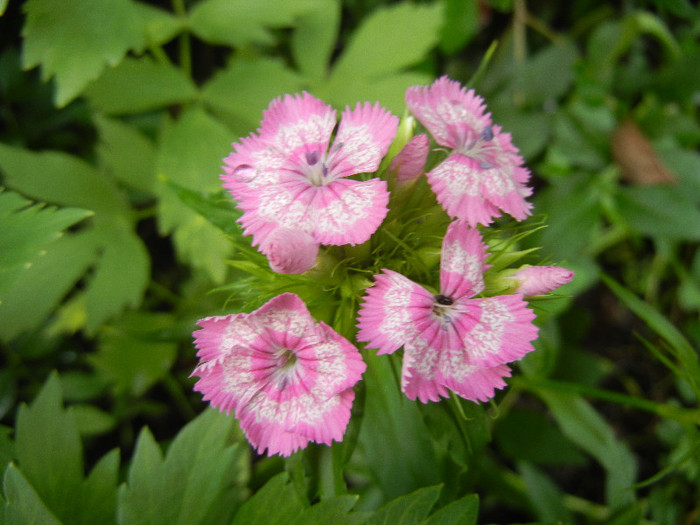 Dianthus barbatus (2012, May 20)