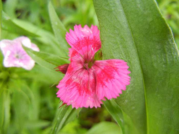 Dianthus barbatus (2012, May 20)