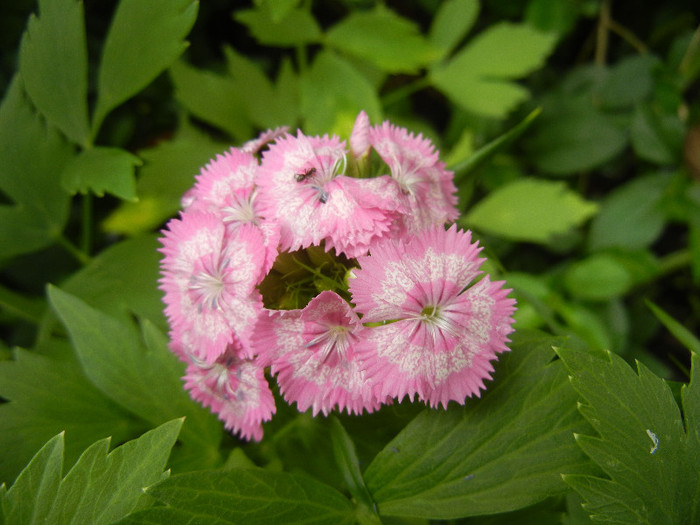 Dianthus barbatus (2012, May 23)