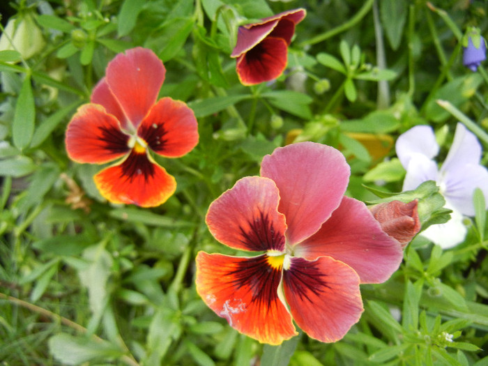 Pansies (2012, May 18) - PANSY_Viola x wittrockiana