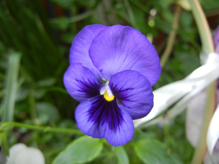 Pansy (2012, May 18) - PANSY_Viola x wittrockiana