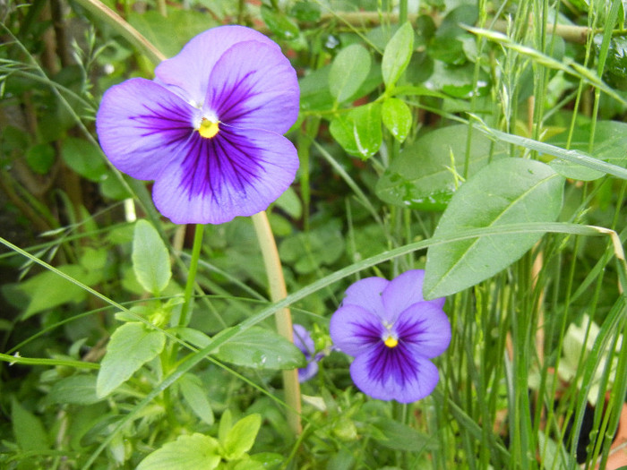 Pansies (2012, May 20) - PANSY_Viola x wittrockiana
