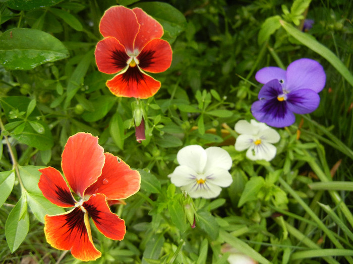 Pansies (2012, May 23) - PANSY_Viola x wittrockiana