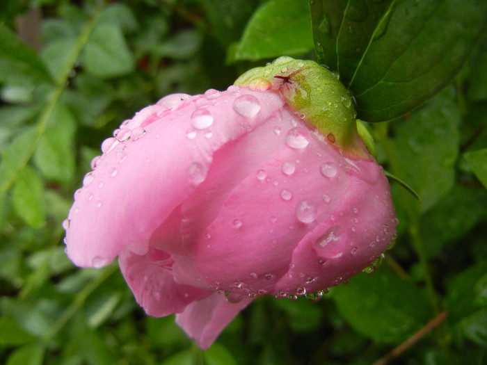 Peony. Bujor (2012, May 19)