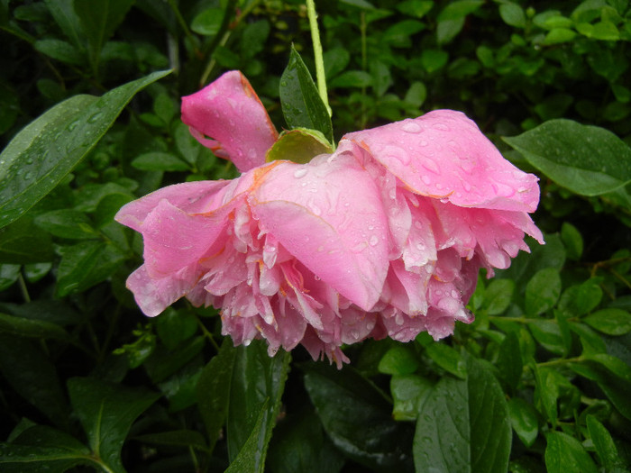 Peony. Bujor (2012, May 23)