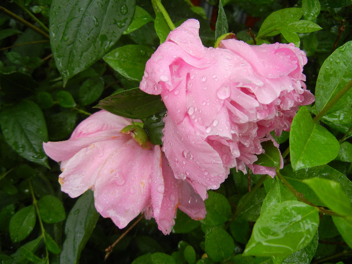 Peony. Bujor (2012, May 23)