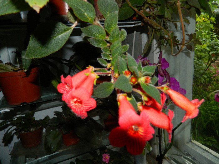 DSCN5283