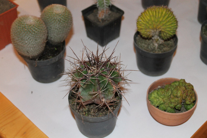 expo cactusi 2012 033