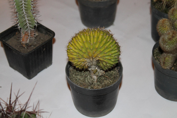 expo cactusi 2012 034