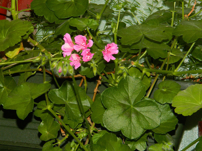 DSCN5312