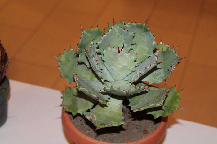 expo cactusi 2012 036