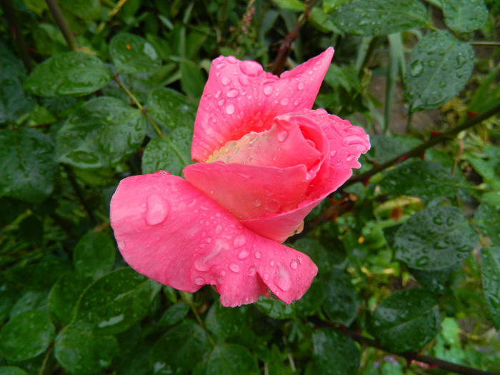 DSCN5319
