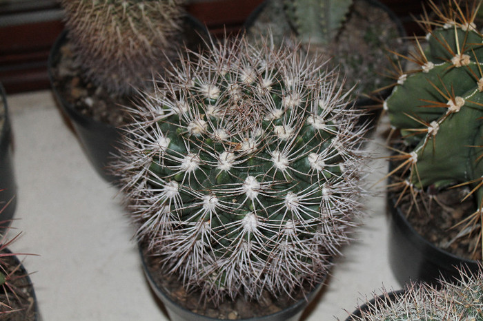 expo cactusi 2012 040