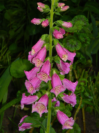 DSCN5347