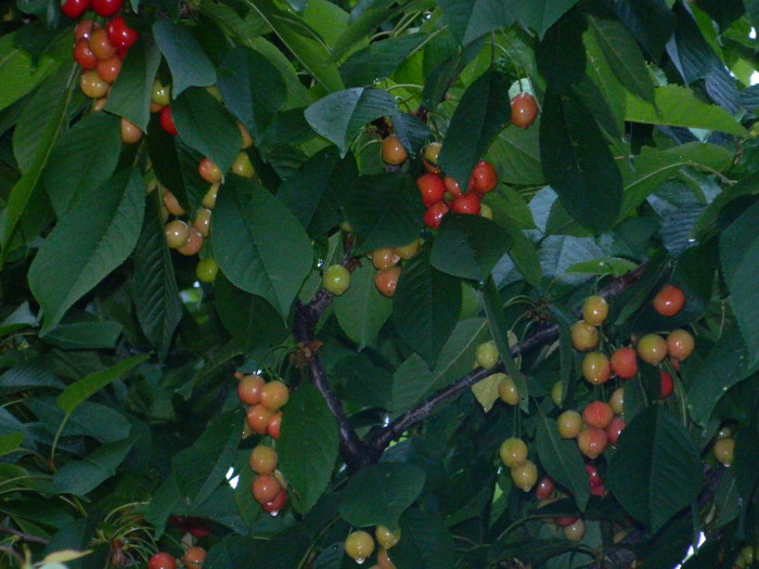DSCN5372