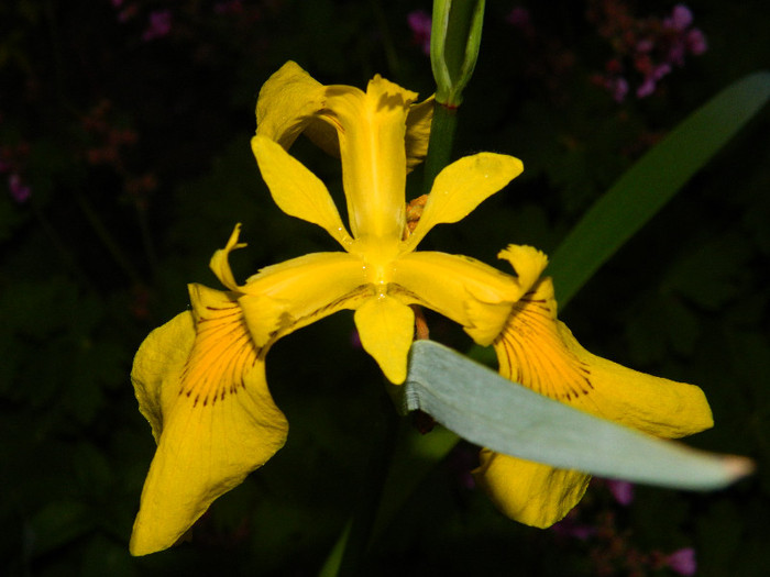DSCN5437