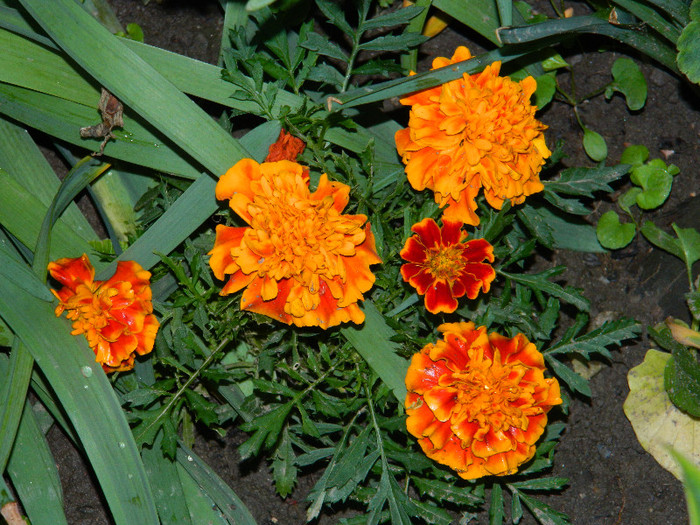 DSCN5460