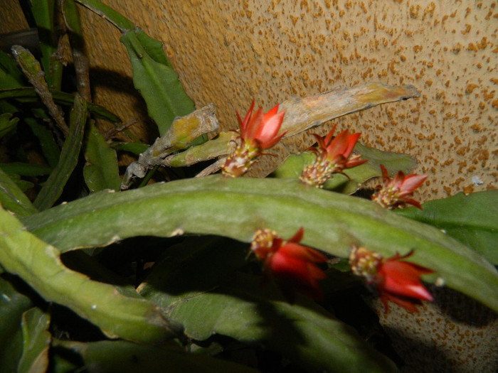 DSCN5467