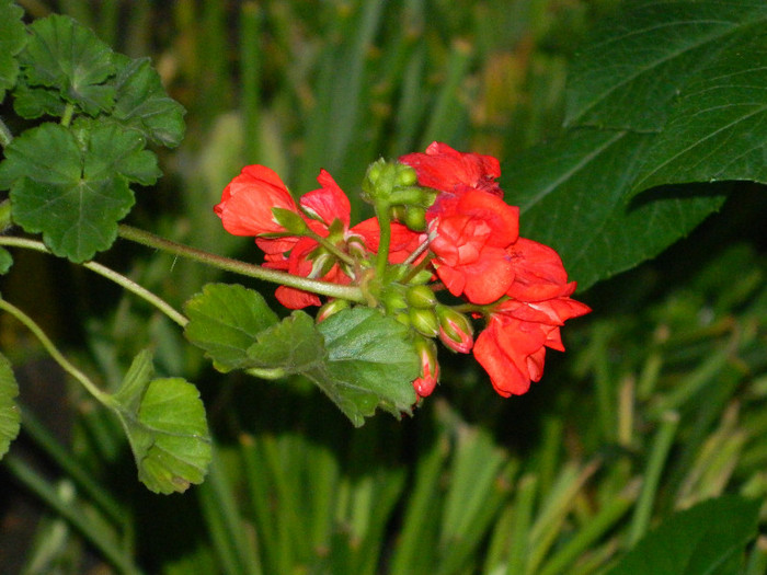 DSCN5468