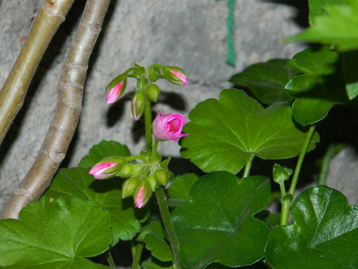 DSCN5474