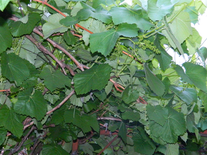 DSCN5478