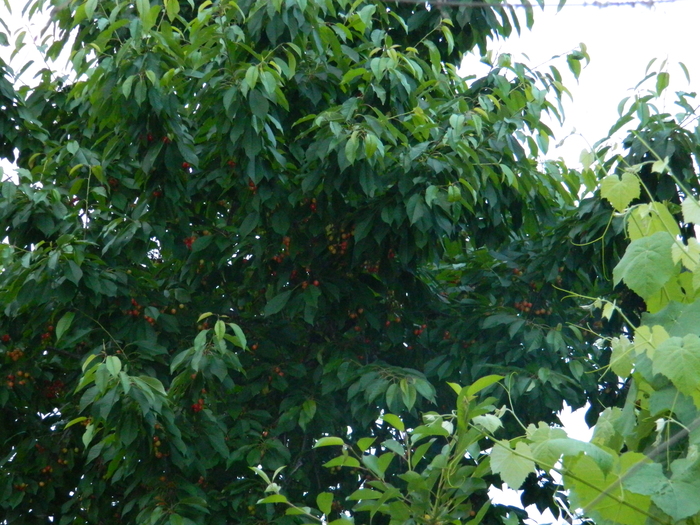 DSCN5496